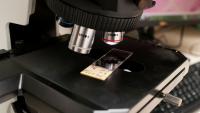microscope closeup